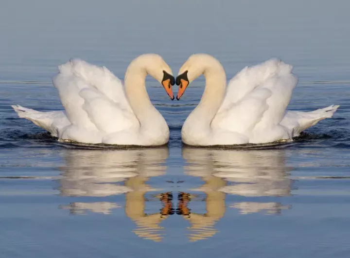 swans floating on lake - parents can argue nicely